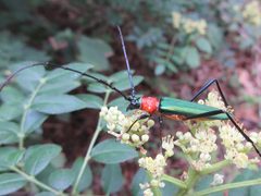 Chloridolum sieversi