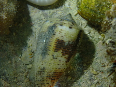 Clibanarius eurysternus