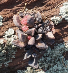 Cerochlamys pachyphylla