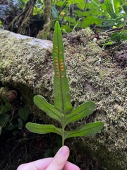 Polypodium scouleri image