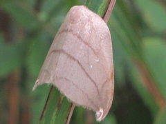 Pseudalbara parvula