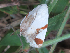 Sphragifera sigillata