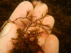 Fontinalis dalecarlica