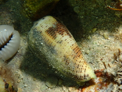 Clibanarius eurysternus