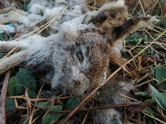 Lepus saxatilis