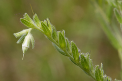 Lithospermum parviflorum