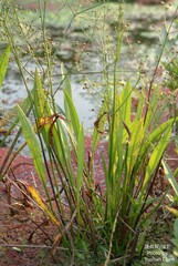 Alisma canaliculatum