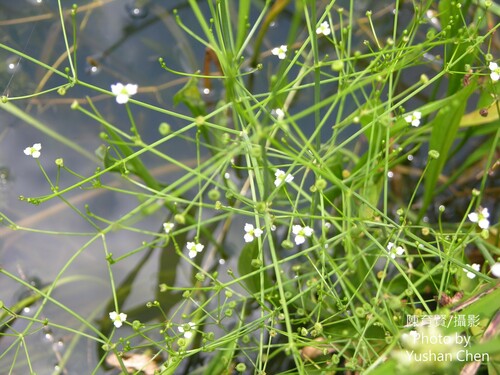 Alisma canaliculatum iNat (2)