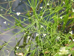 Alisma canaliculatum