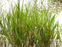 Alisma canaliculatum