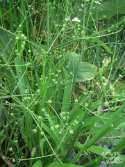 Alisma canaliculatum