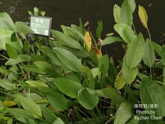 Alisma canaliculatum