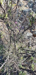 Glycine rubiginosa