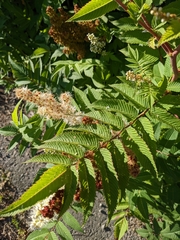 Sorbaria sorbifolia