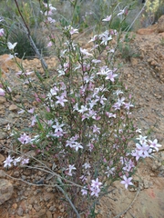 Crowea angustifolia