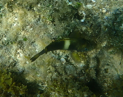 Chrysiptera biocellata