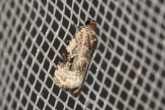 Celypha woodiana