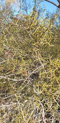 Acacia nyssophylla