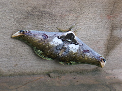 Saturnia zuleika