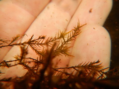 Fontinalis dalecarlica