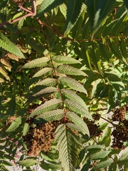 Sorbaria sorbifolia
