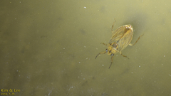 Appasus japonicus