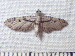Prorella desperata