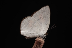 Curetis acuta