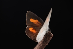 Curetis acuta