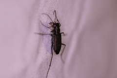 Cicindela punctulata punctulata