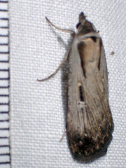 Tathorhynchus exsiccata