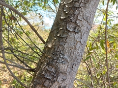 Acridocarpus