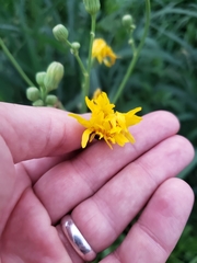 Sonchus arvensis uliginosus