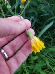 Sonchus arvensis uliginosus