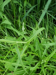Sonchus arvensis uliginosus