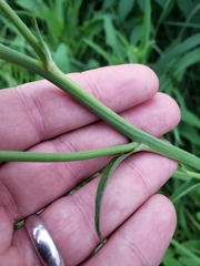 Sonchus arvensis uliginosus