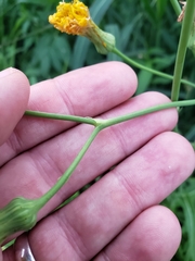 Sonchus arvensis uliginosus
