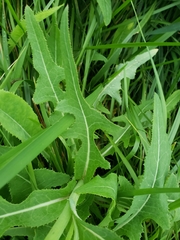 Sonchus arvensis uliginosus