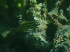 Chlorurus spilurus