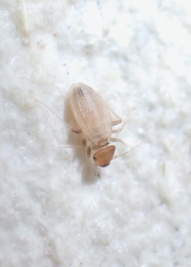 Badonnelia