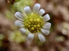 Brachyscome lineariloba