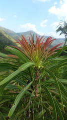 Protea caffra falcata