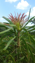 Protea caffra falcata