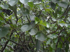 Oreopanax guatemalensis