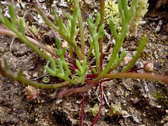 Brachyscome lineariloba