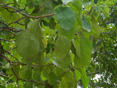 Oreopanax guatemalensis