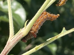 Oedemasia concinna
