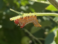 Oedemasia concinna
