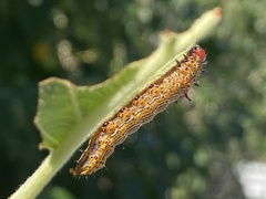 Oedemasia concinna