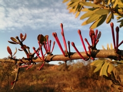 Tapinanthus rubromarginatus